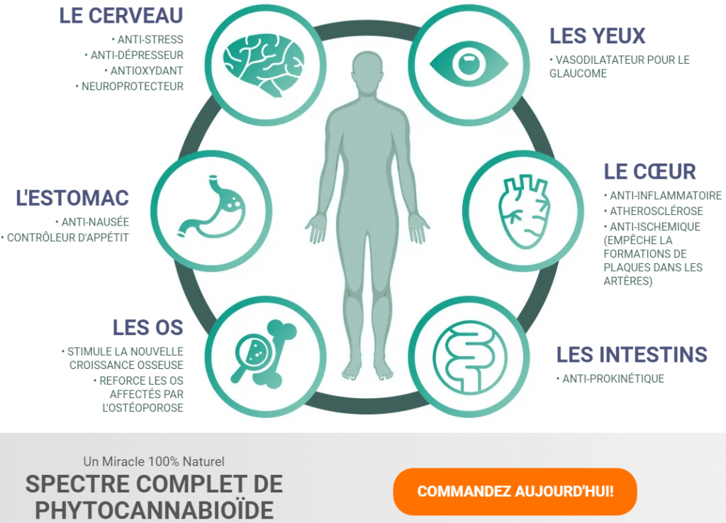 Effets de Essential CBD Extract sur différents organes de notre corps